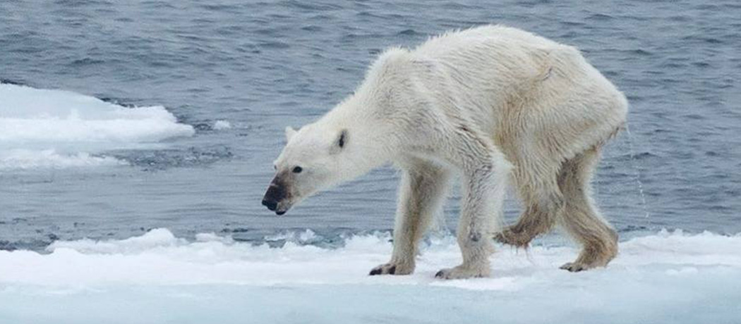 摄影师拍到北极熊骨瘦如柴照