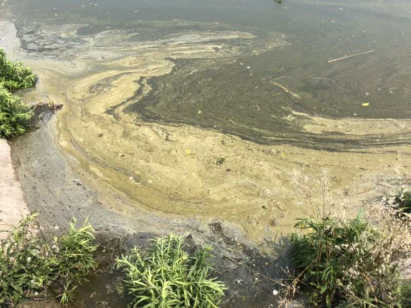 水源污染鱼塘遭殃 环保部门已立案调查